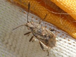 Stictopleurus punctatonervosus